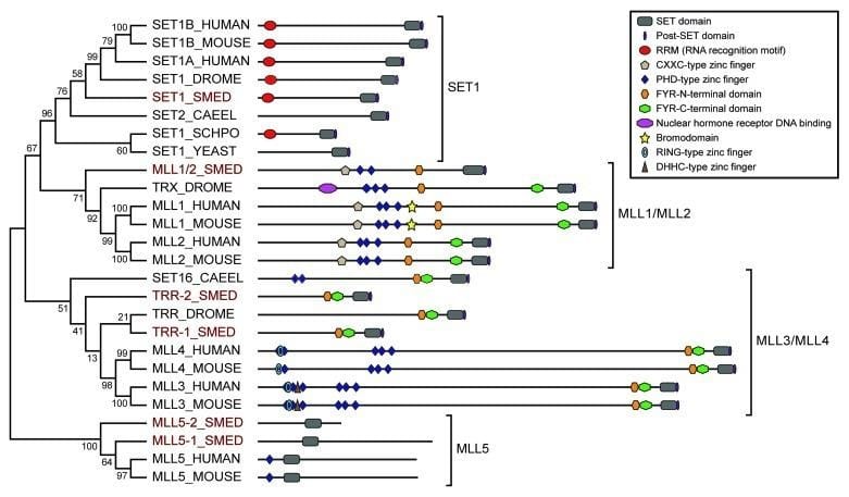 A diagram of a gene sequence
Description automatically generated with medium confidence