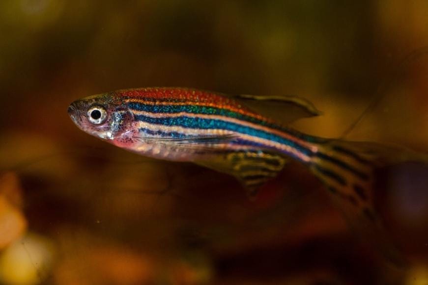 An image of a Zebrafish