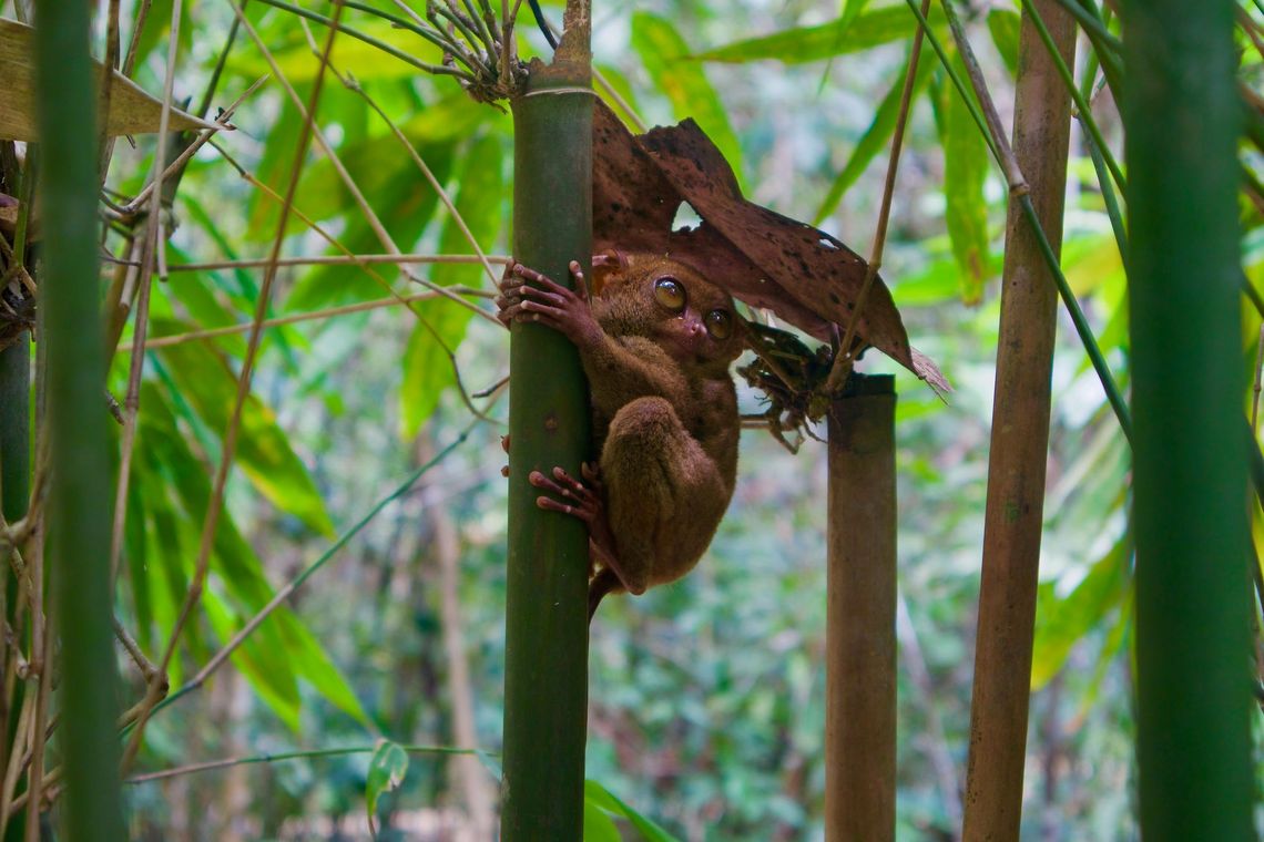 Bohol, Philippines