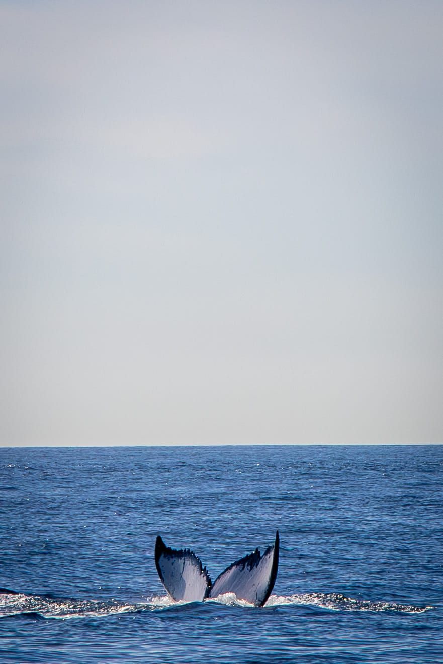 Cabo San Lucas, BCS, México