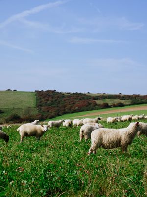 Lewes to Seaford, England, UK