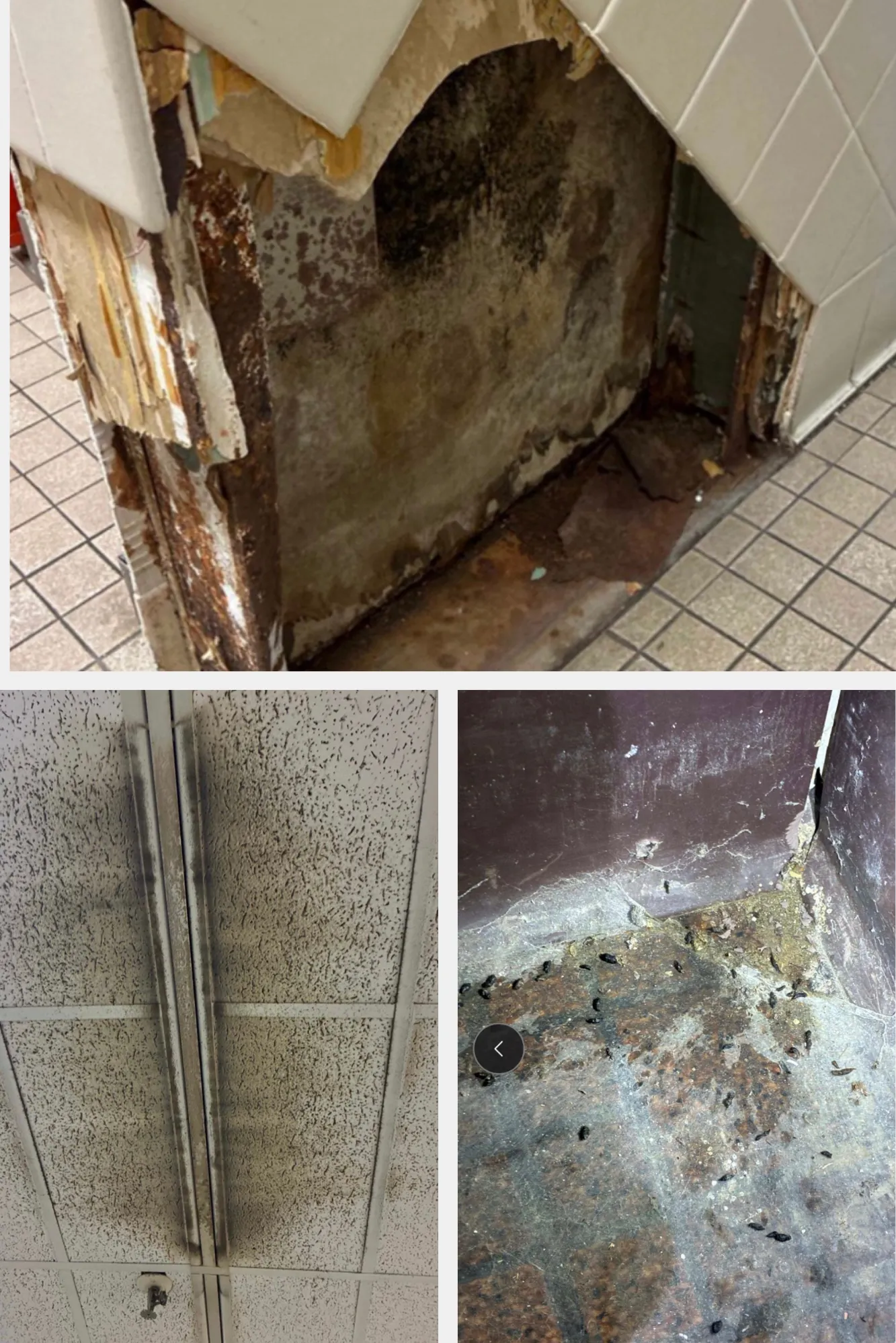 Three images show a portion of a wall with tile layers of tile fallen away and mottled dirty interior; a ceiling vent with acoustic tiles covered in brown dirt and dust; rodent droppings