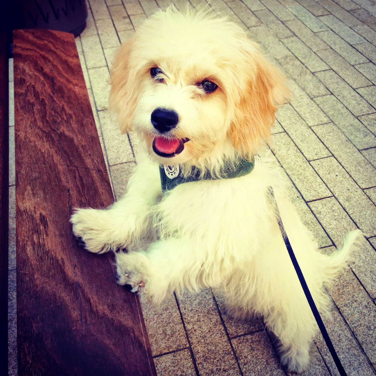 Pictures from my Phone & Weekly Distractions