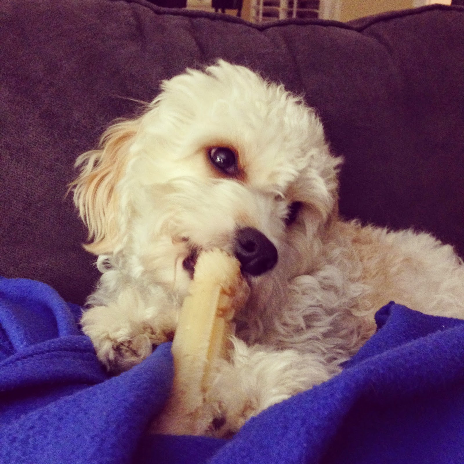 Pictures from my Phone & Weekly Distractions