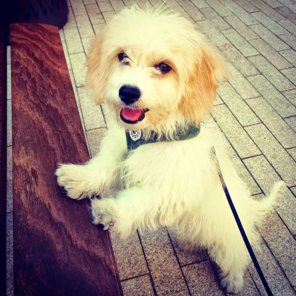 Pictures from my Phone & Weekly Distractions