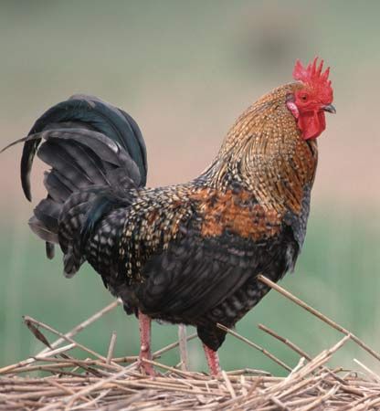 The Top Ten Most Viewed Stranger Posts of 2015