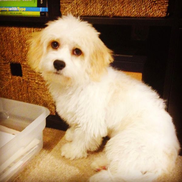 Pictures from my Phone & Weekly Distractions