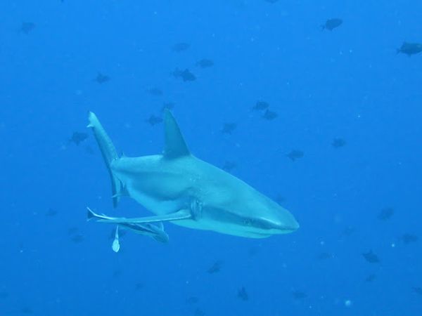 Pictures & Weekly Distractions