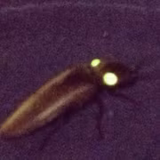 glowbug Profile Image