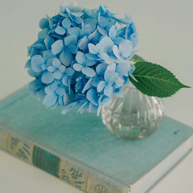 Meditate and Memorize