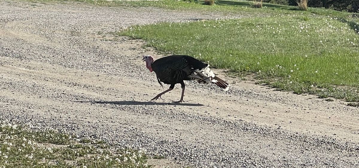 Turkeys Don't Need Resumes, But You Definitely Do