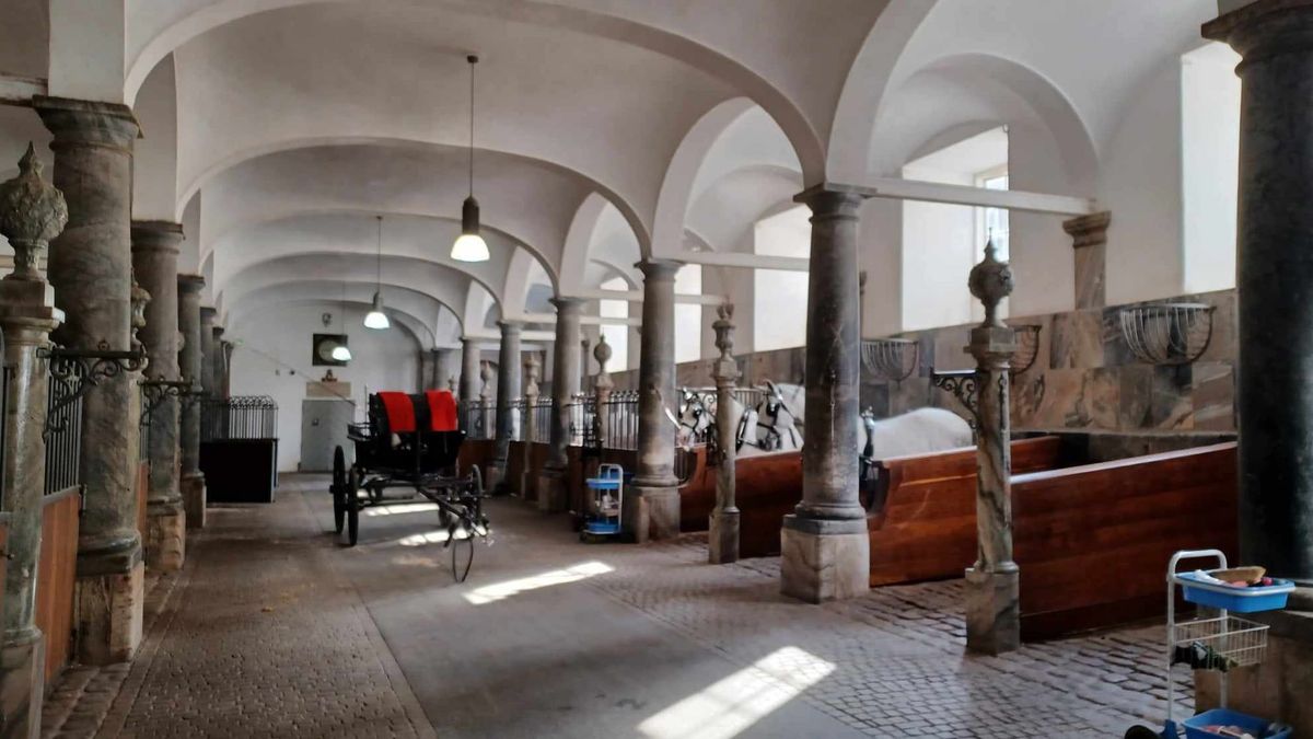 De Kongelige hvide kladruberheste fra Tjekkiet