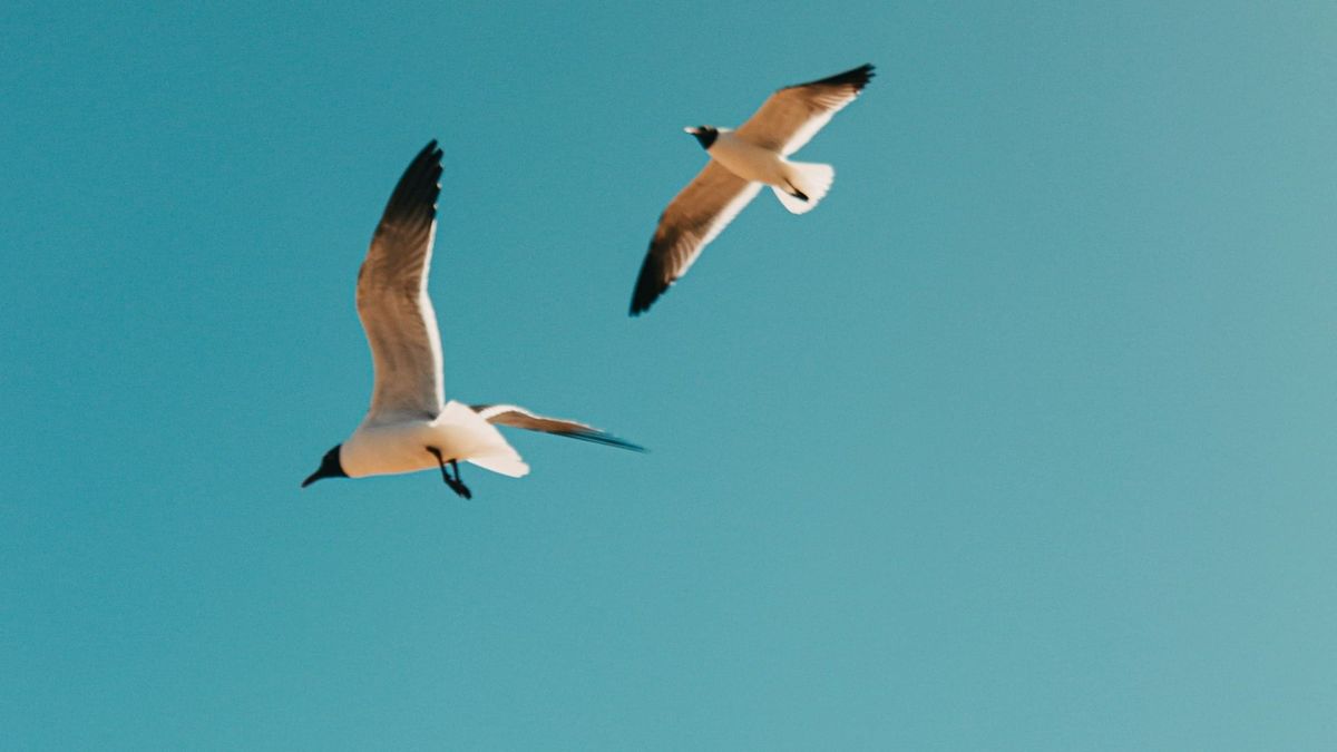 Østens unge skal lære selv at flyve