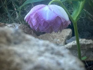 春は着倒れ、ユリシーズ