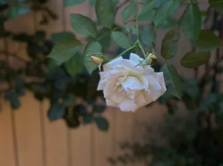 花の中央から花の中央へ
