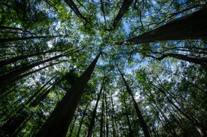 Looking up at blue sky seen through very tall trees at Congaree National Park
