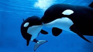 What female killer whales teach me about being a 48 year-old woman