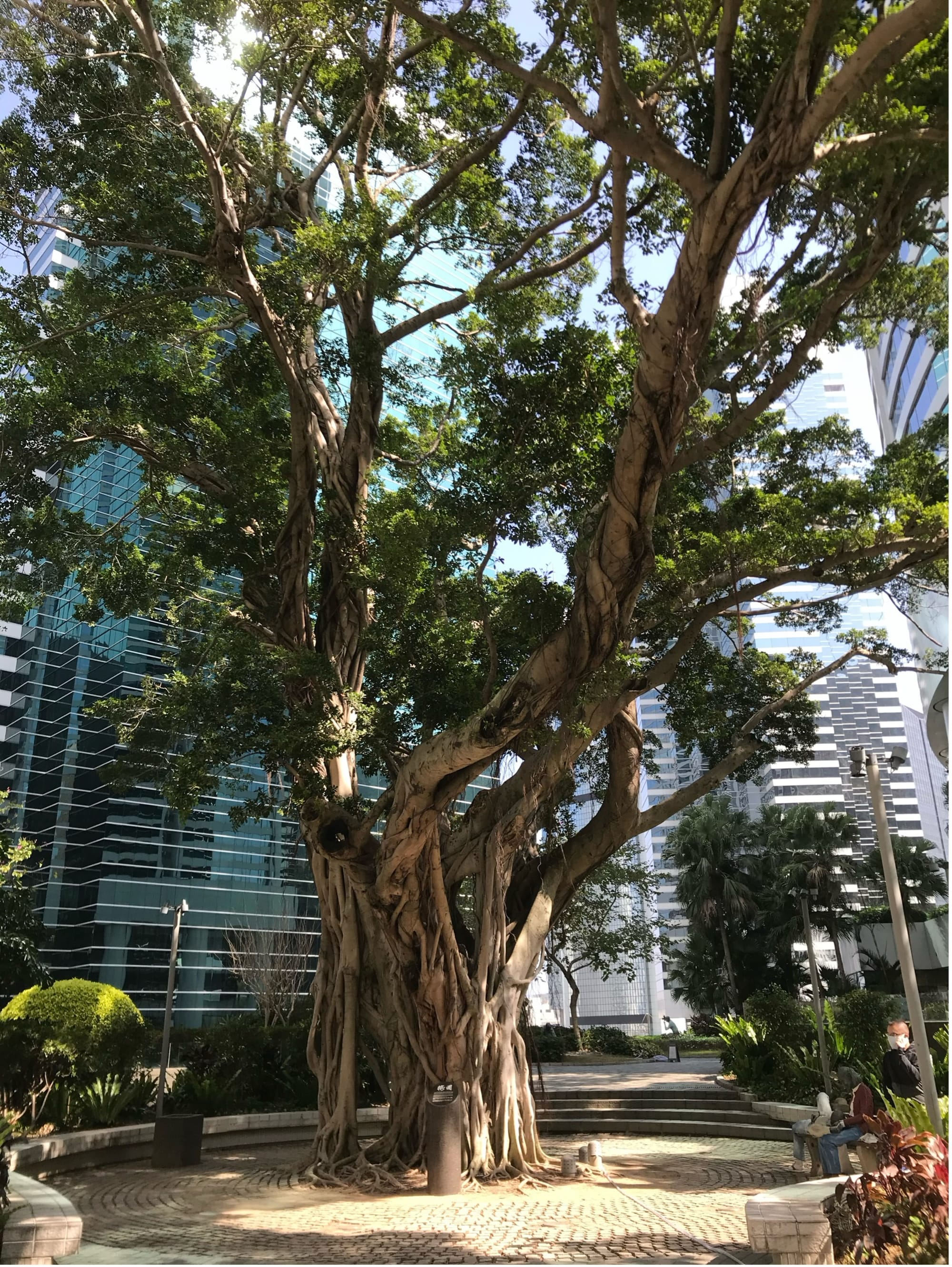 An old banyan tree with a gnarled trunk. Skyscrapers behind it.