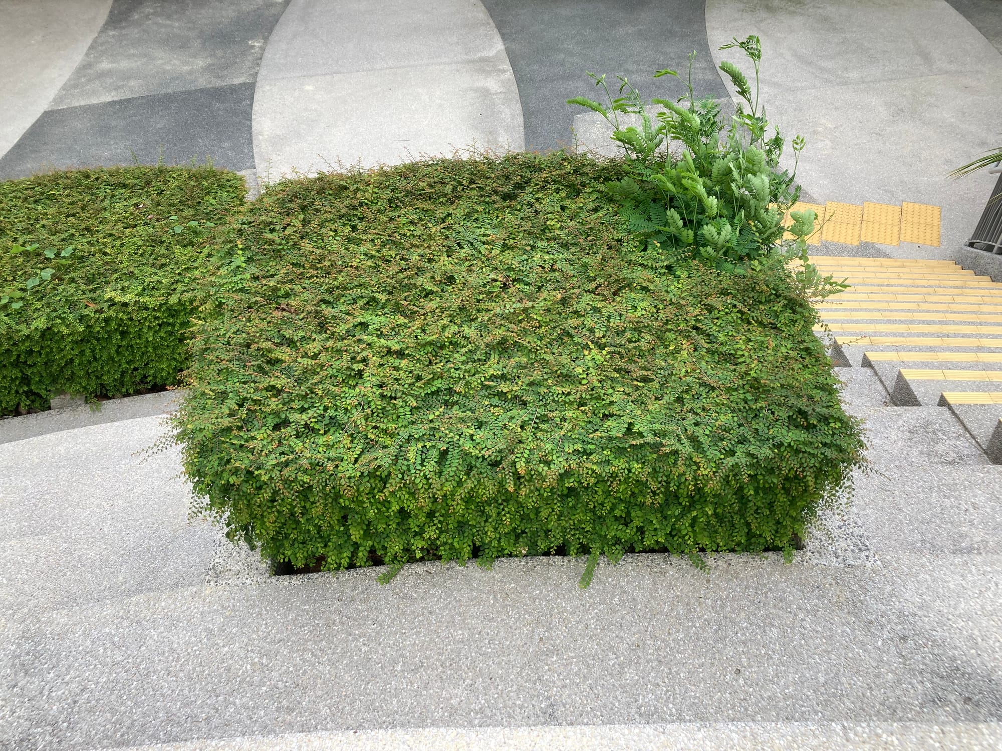A stray plant grows out of a corner of a neatly trimmed hedge