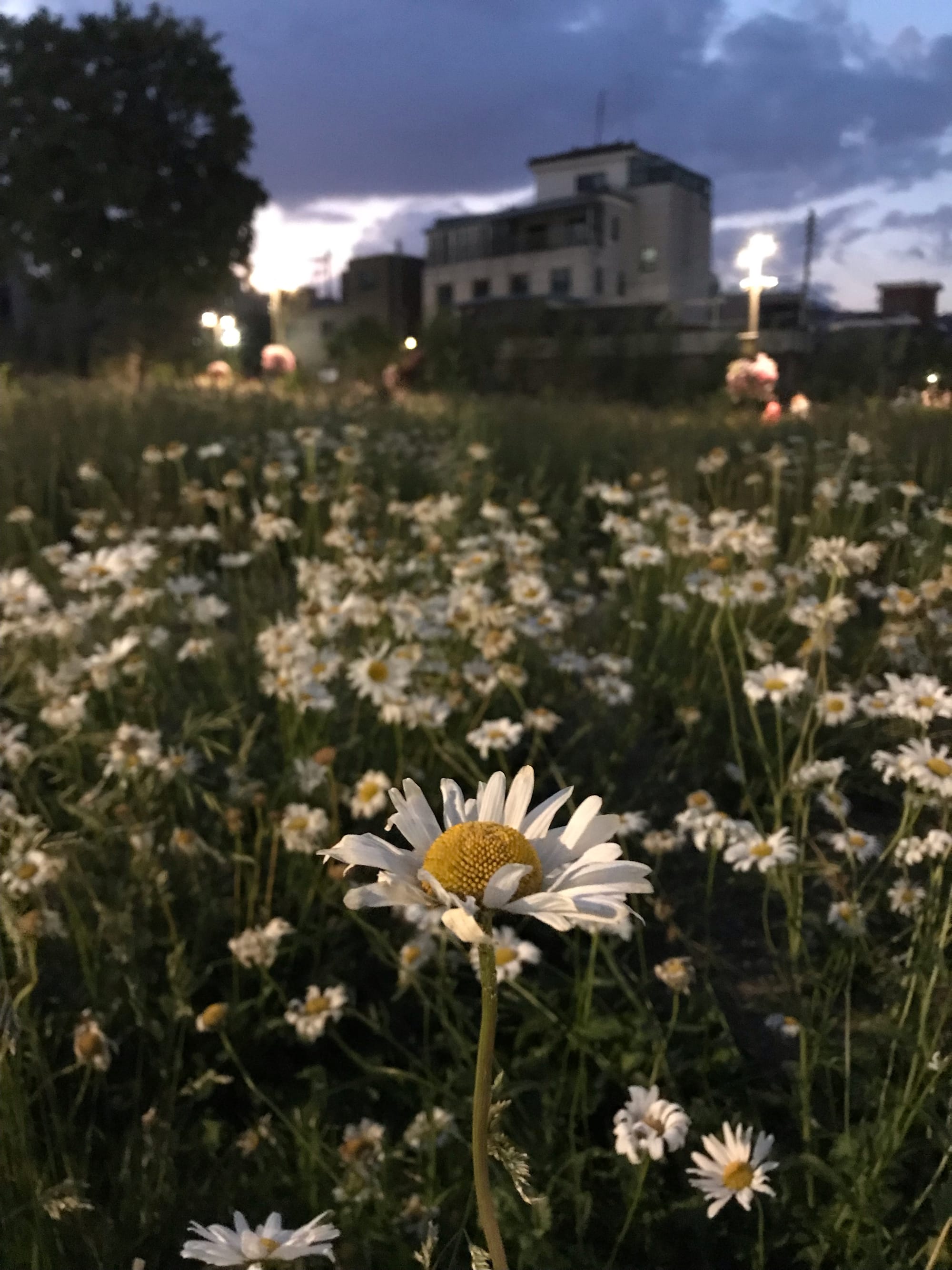 A single daisy is in sharp focus in the foreground. Behind it are other daisies but they are blurry. A building is in the distance.