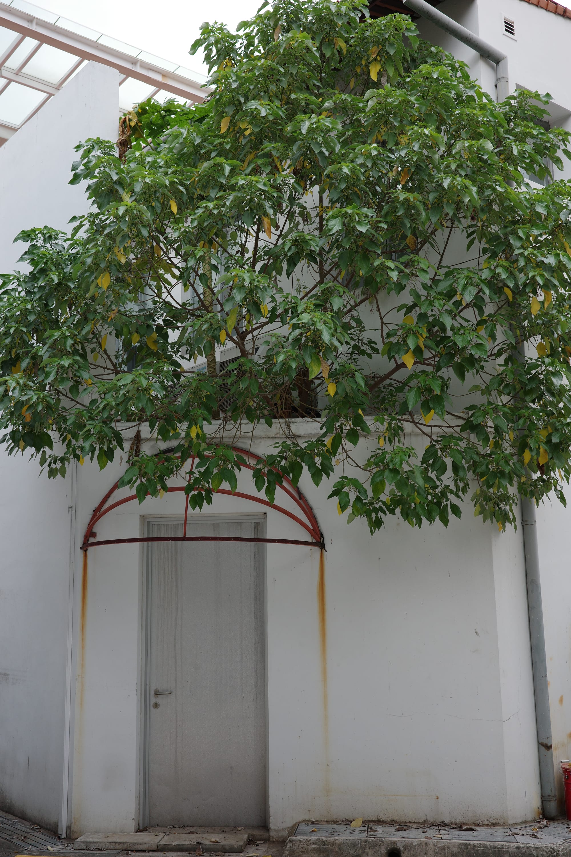 A tree grows out from a small space in a back alley