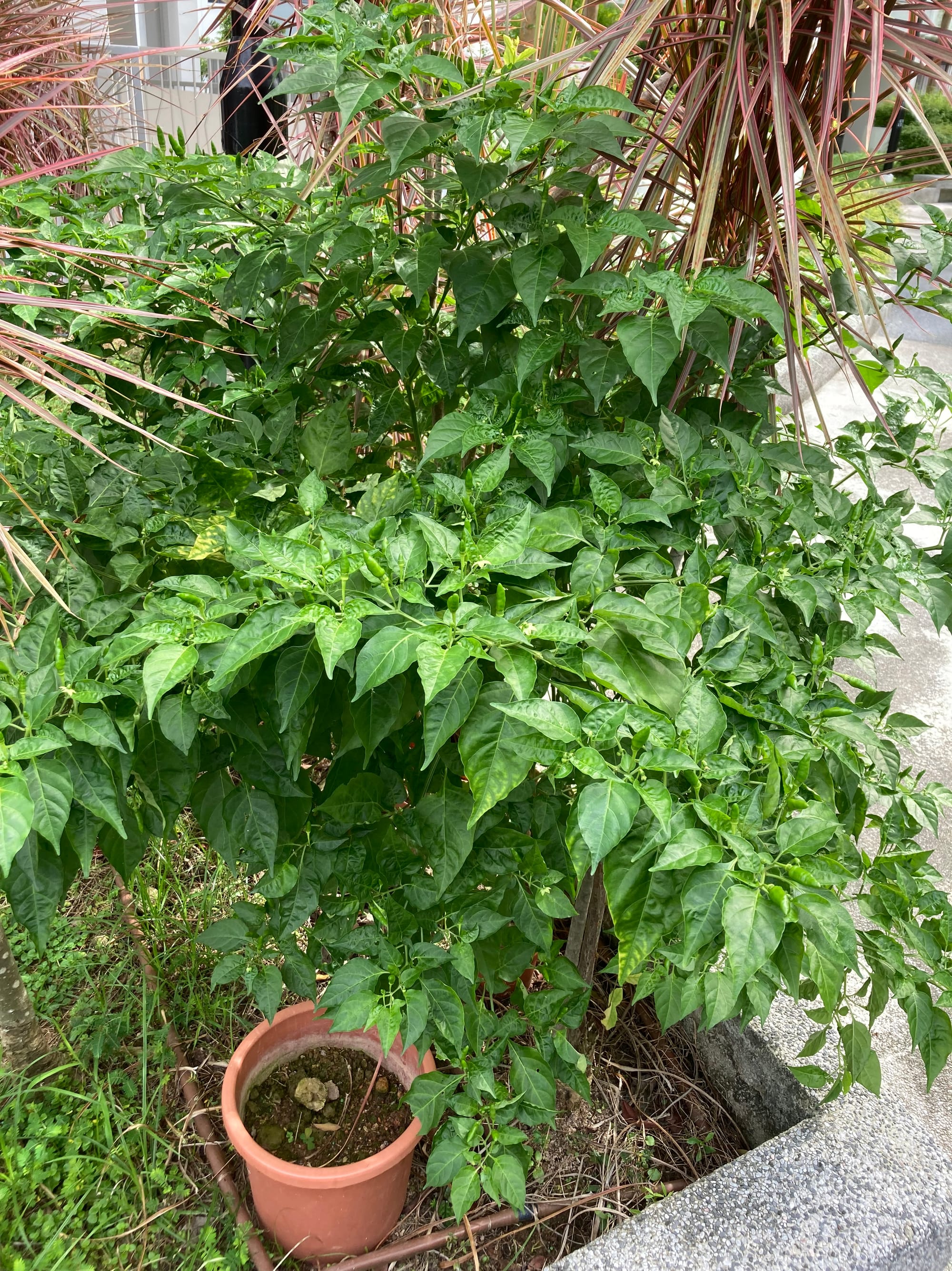 A lush chilli plant grows next to some spiky, red-leafed ornamental plant in a bed of landscaping plants.