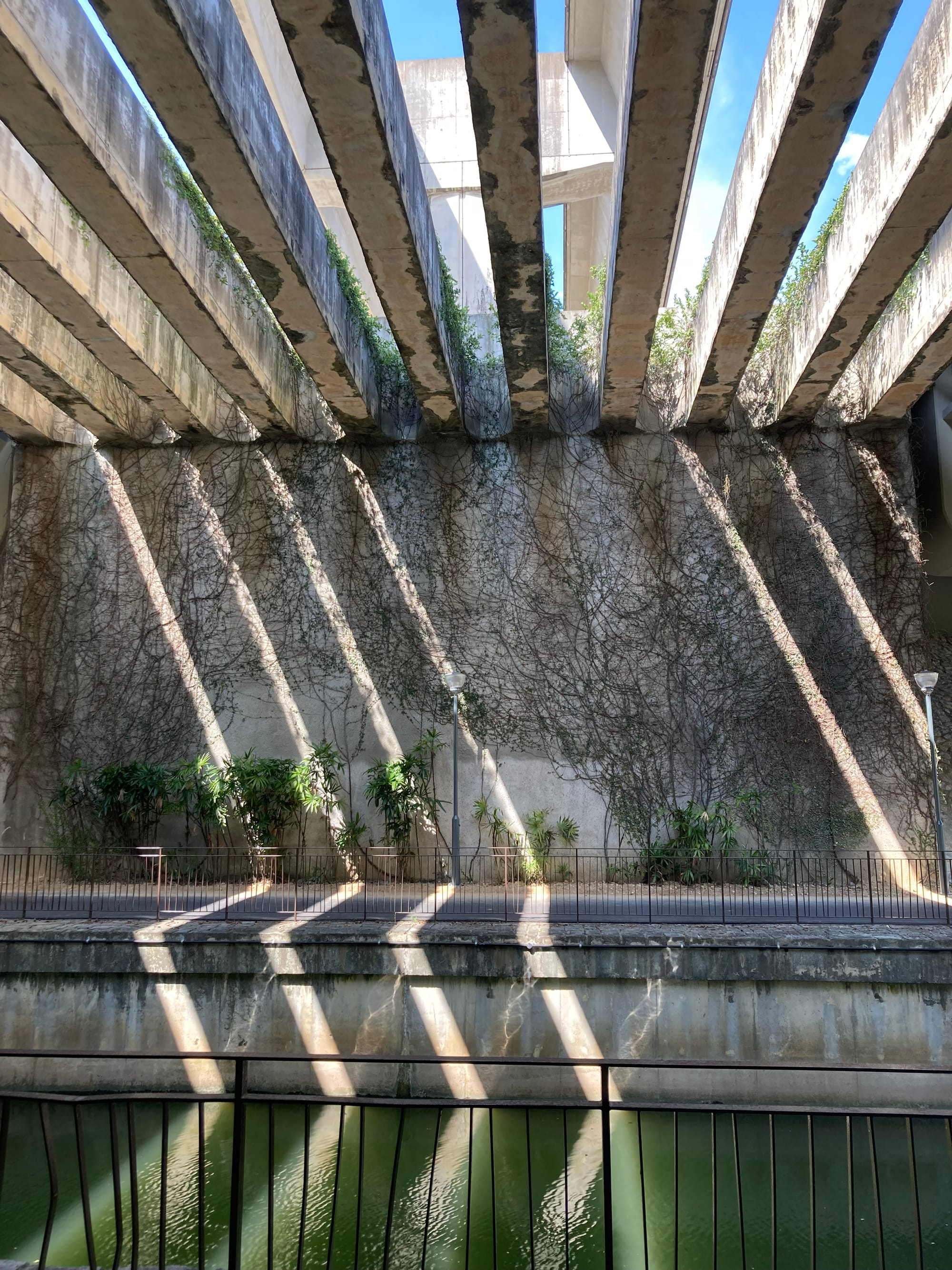 Slits of light stream down on a concrete wall covered with creepers.