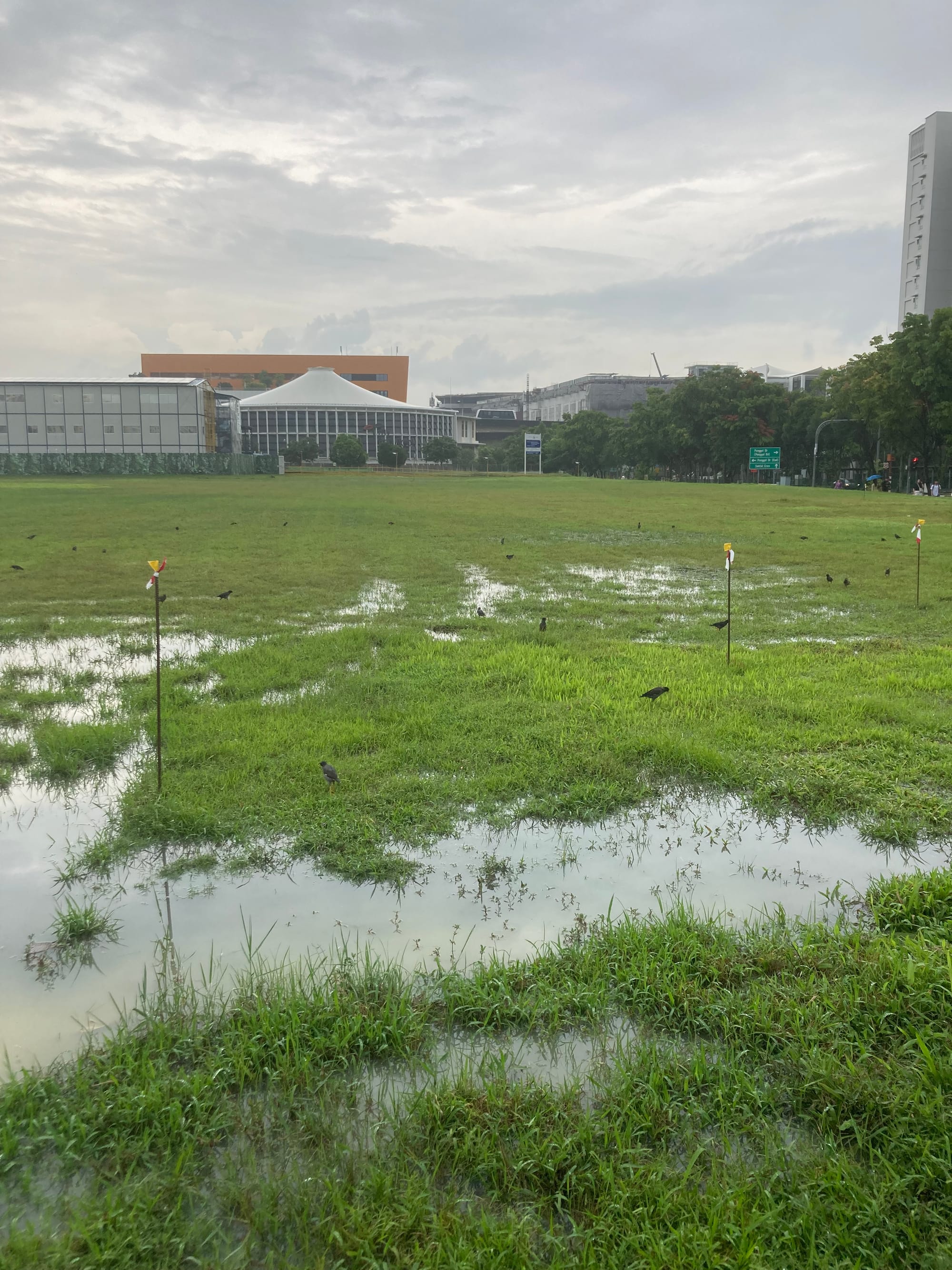 A muddy green field with a number of black mynas searching for worms