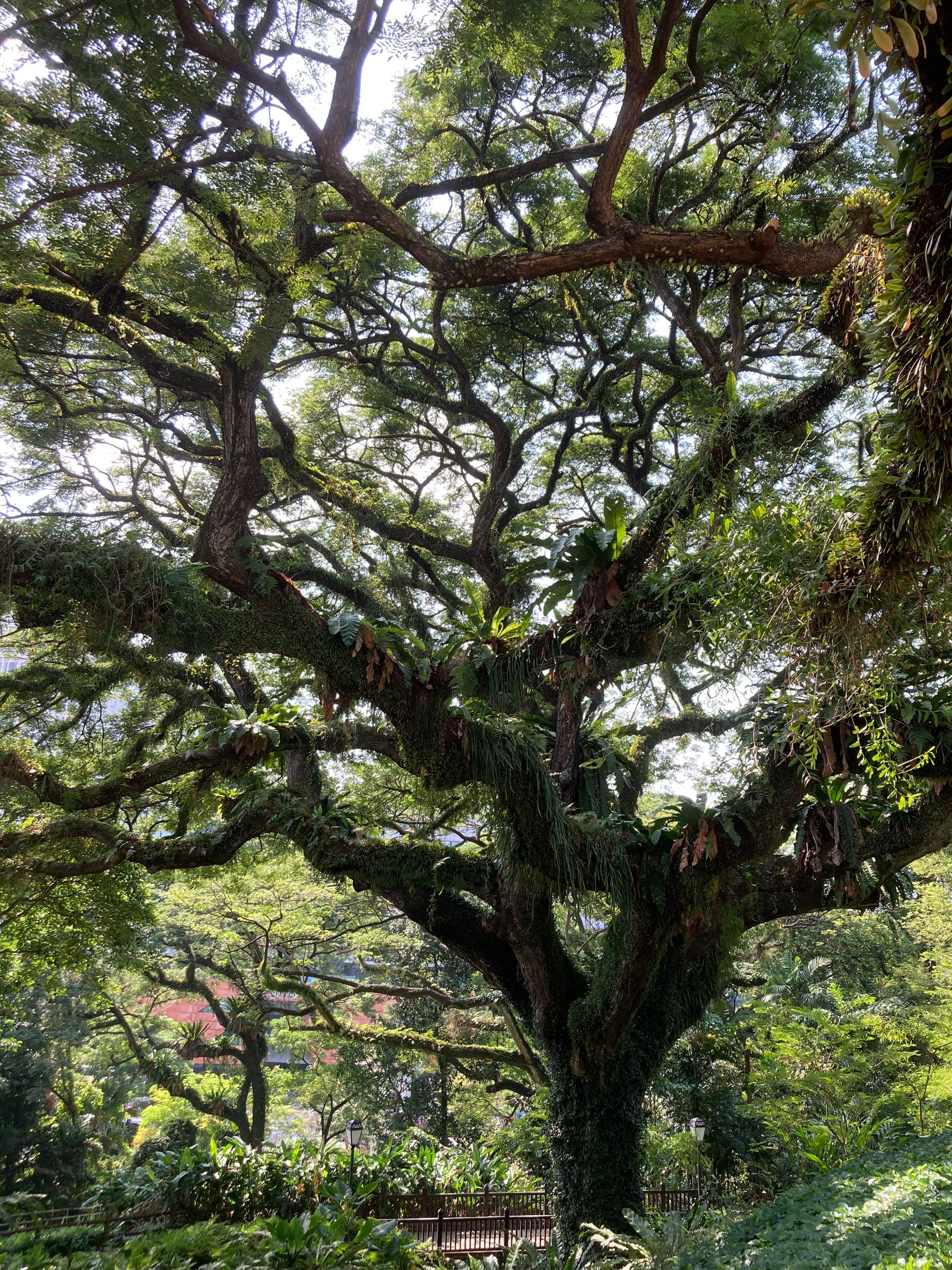 A large tree with a spreading crown. The branches are covered with ferns.