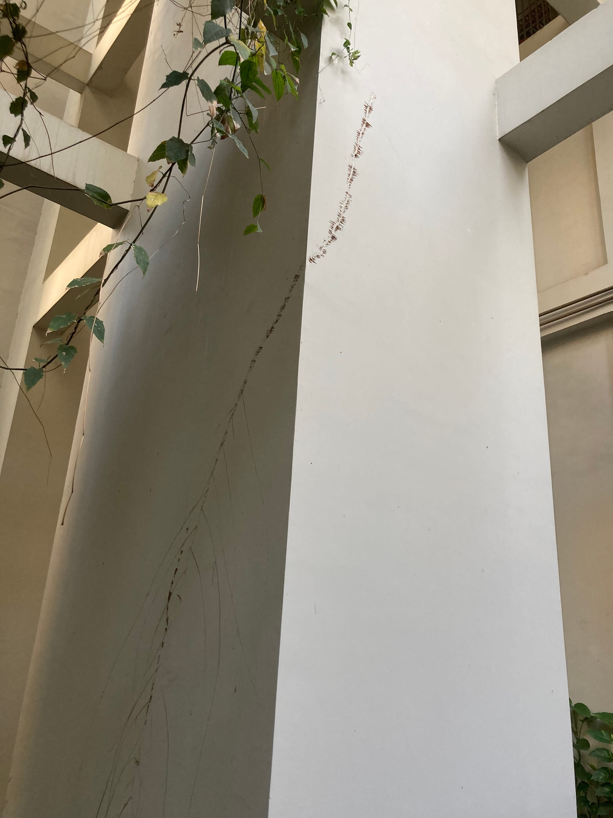 Flecks of brown roots on a white column reveal where a climber had previously been
