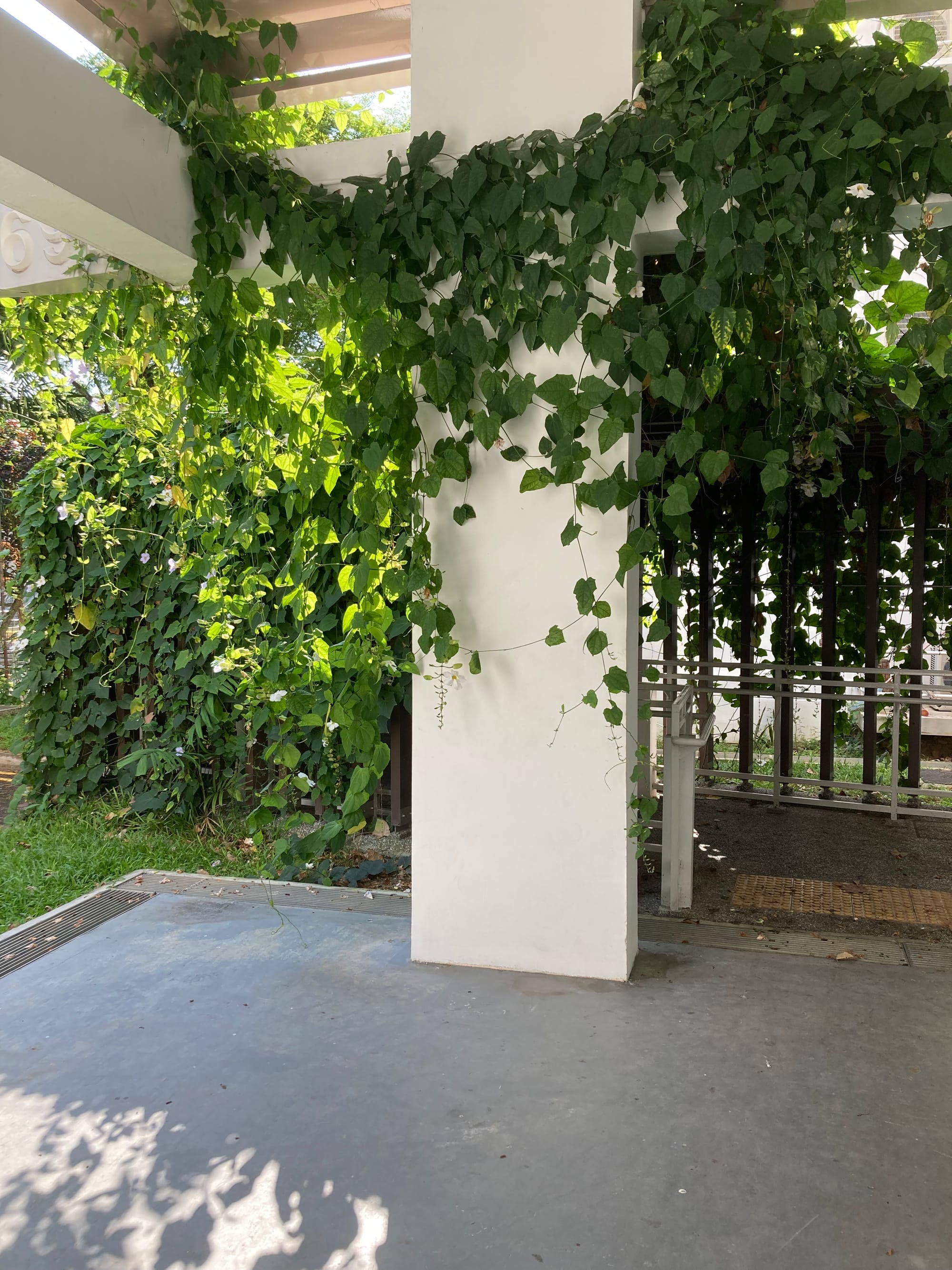 A vigorous Passiflora vine covers a column and beams 