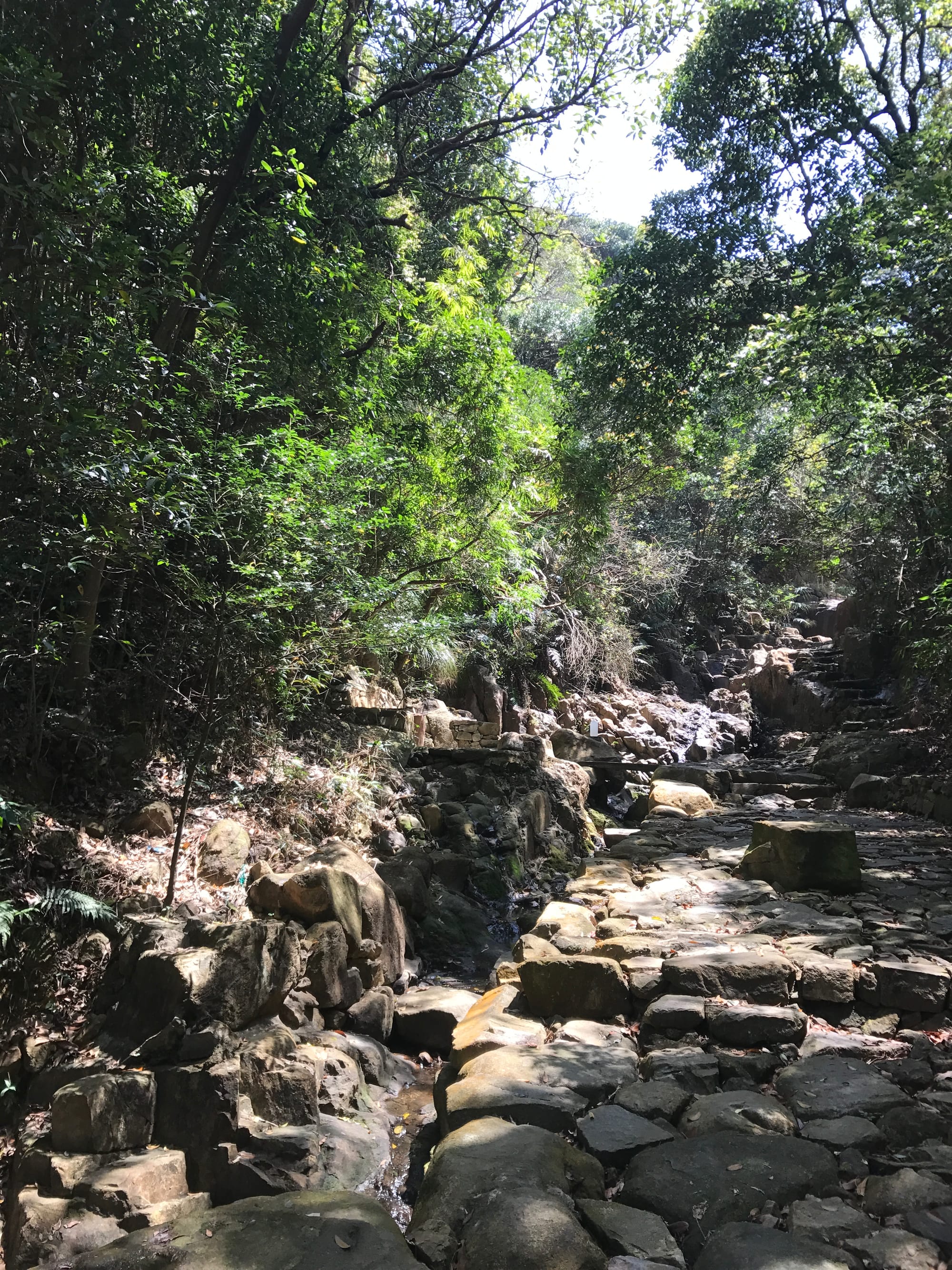 A stream runs through a rocky gully with lush greenery above it.