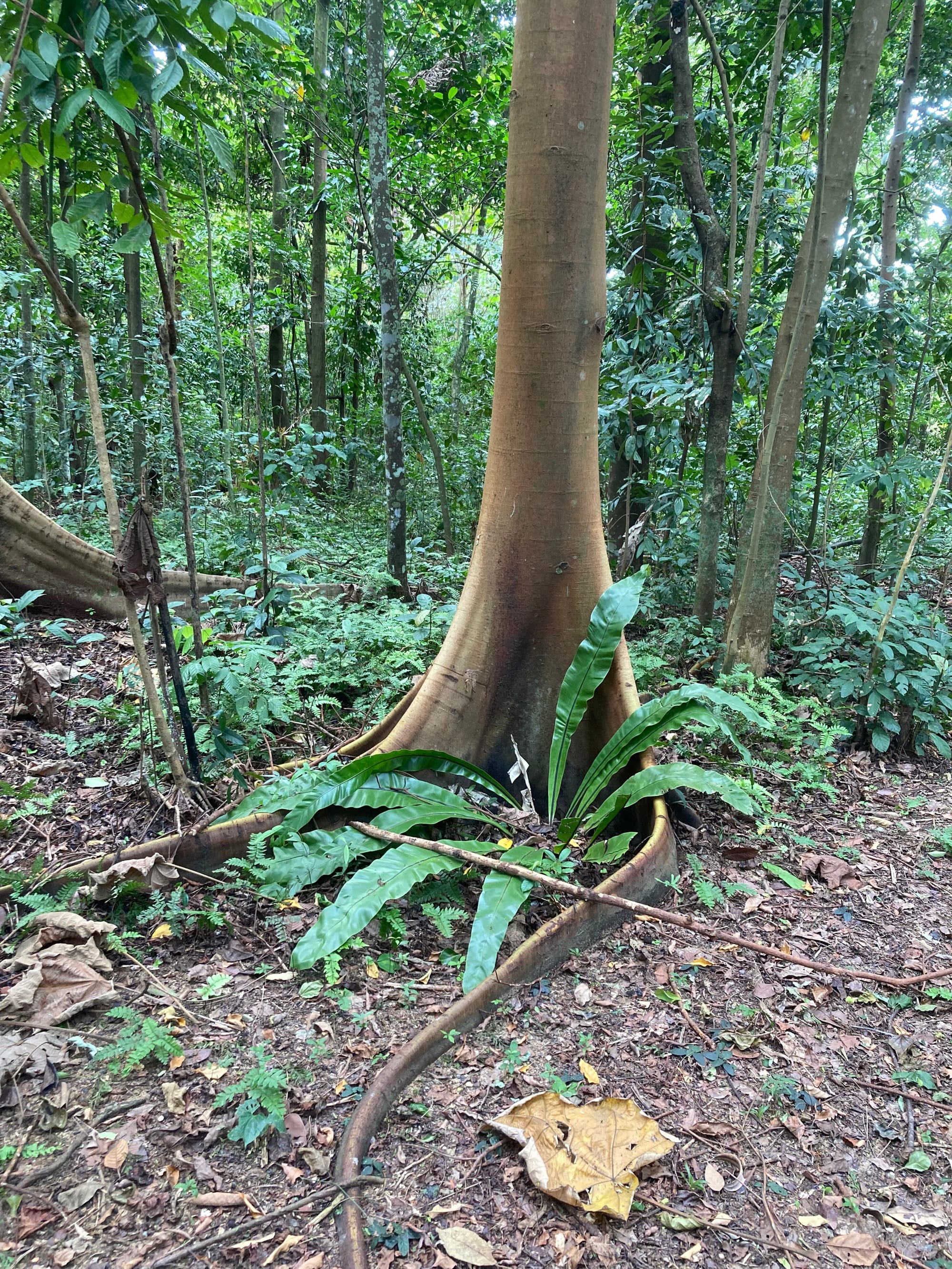 Tree with delicately curved buttress roots.