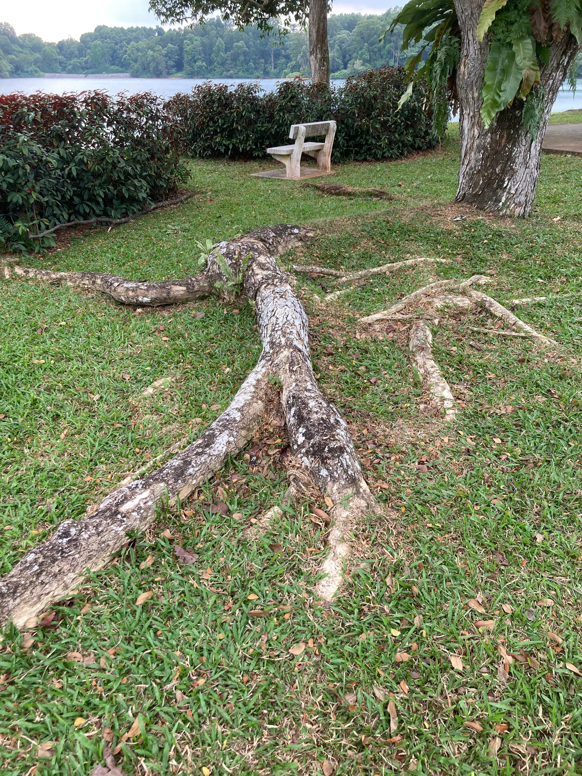 Muscular and thick tree roots on the surface of the ground.