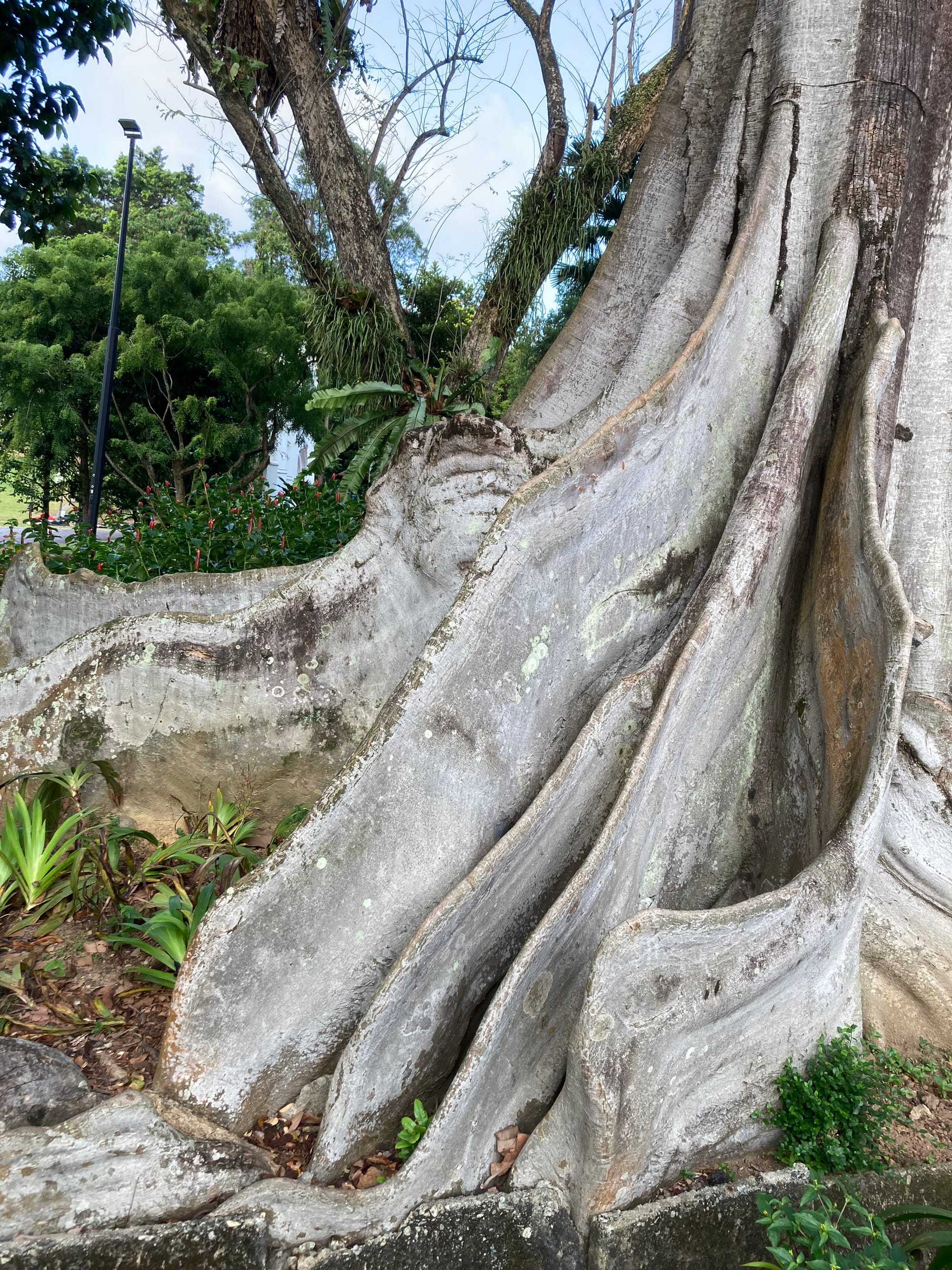 Folds of large buttress roots