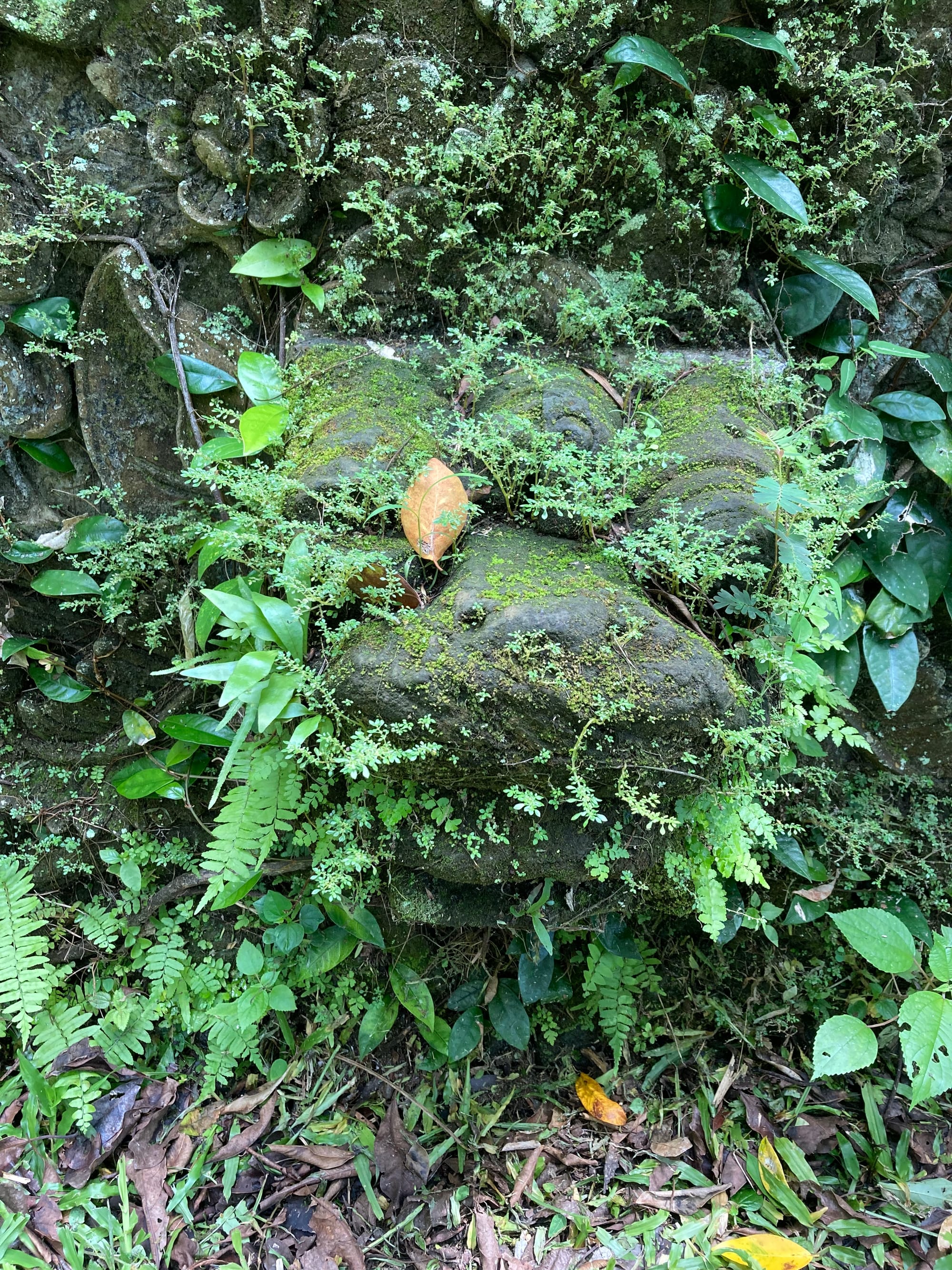 The carved face of a stone lion is obscured with moss and ferns