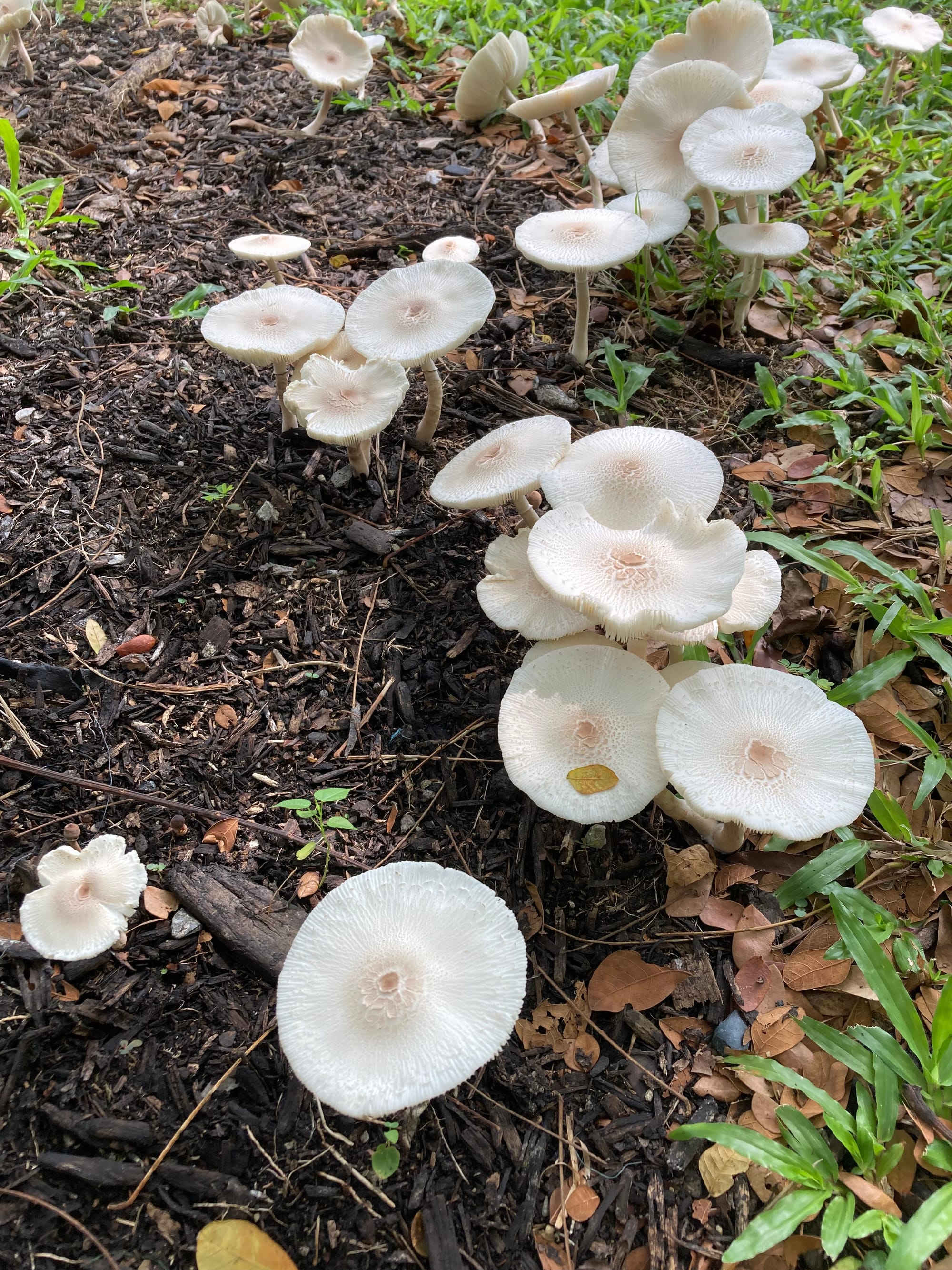 A chain of white and pale brown mushrooms (with wide, flat caps) grow from the ground.