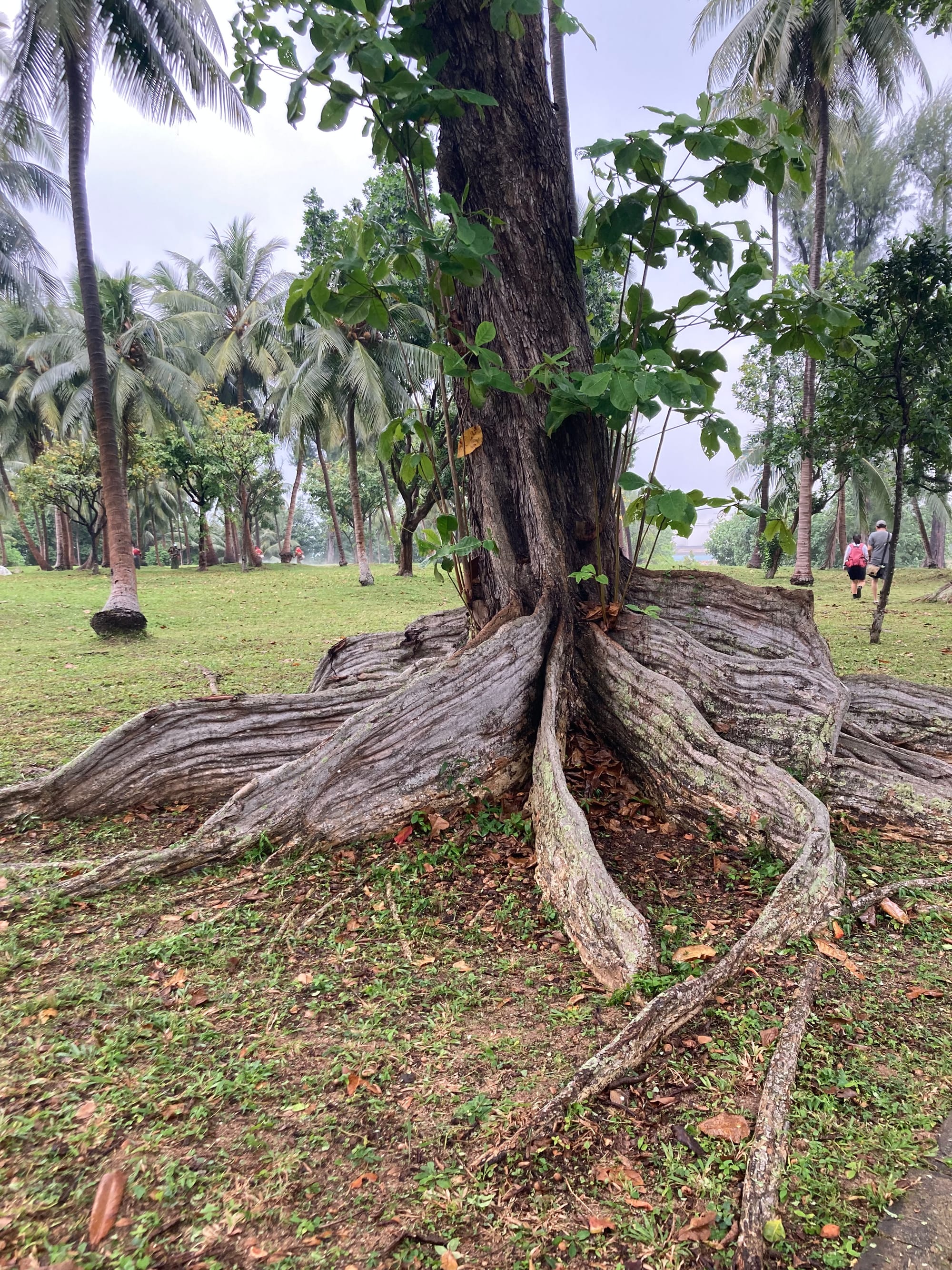 A tree with large panels of buttress roots all around the base of the trunk.