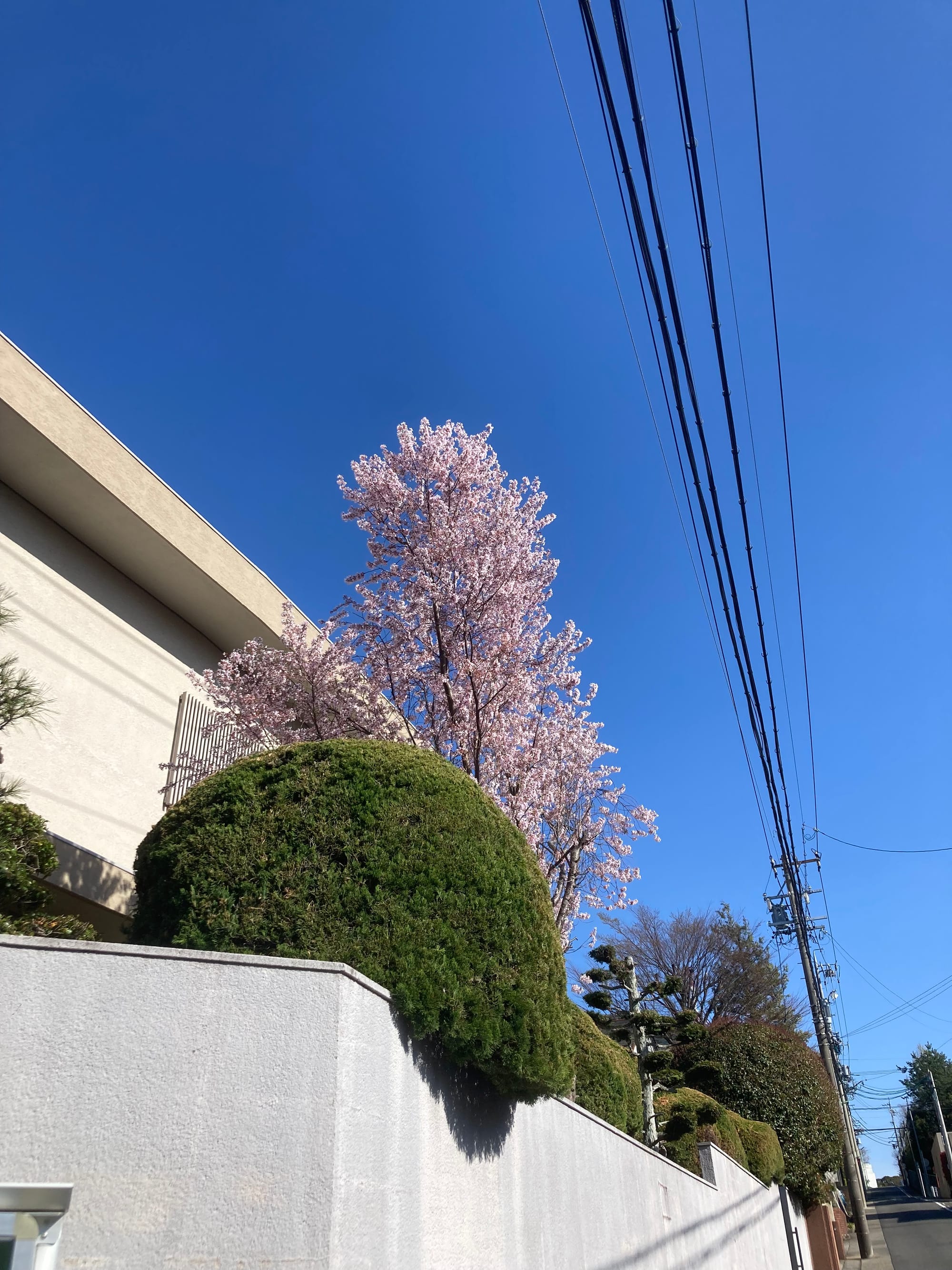The top of a sakura tree in bloom peeks out from behind a hedge and a fence.