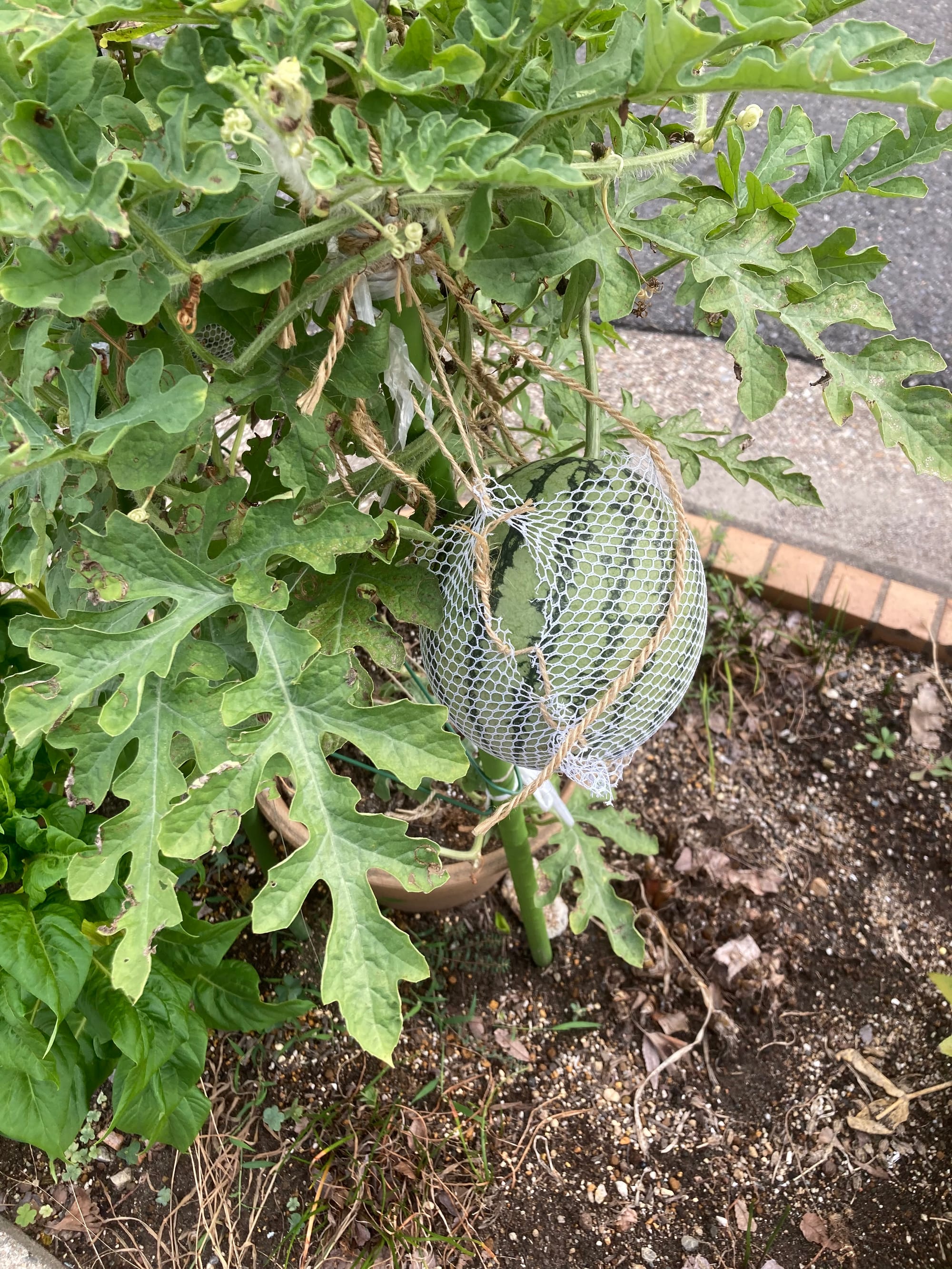 A small watermelon in a net grows from a pot placed by the pavement.