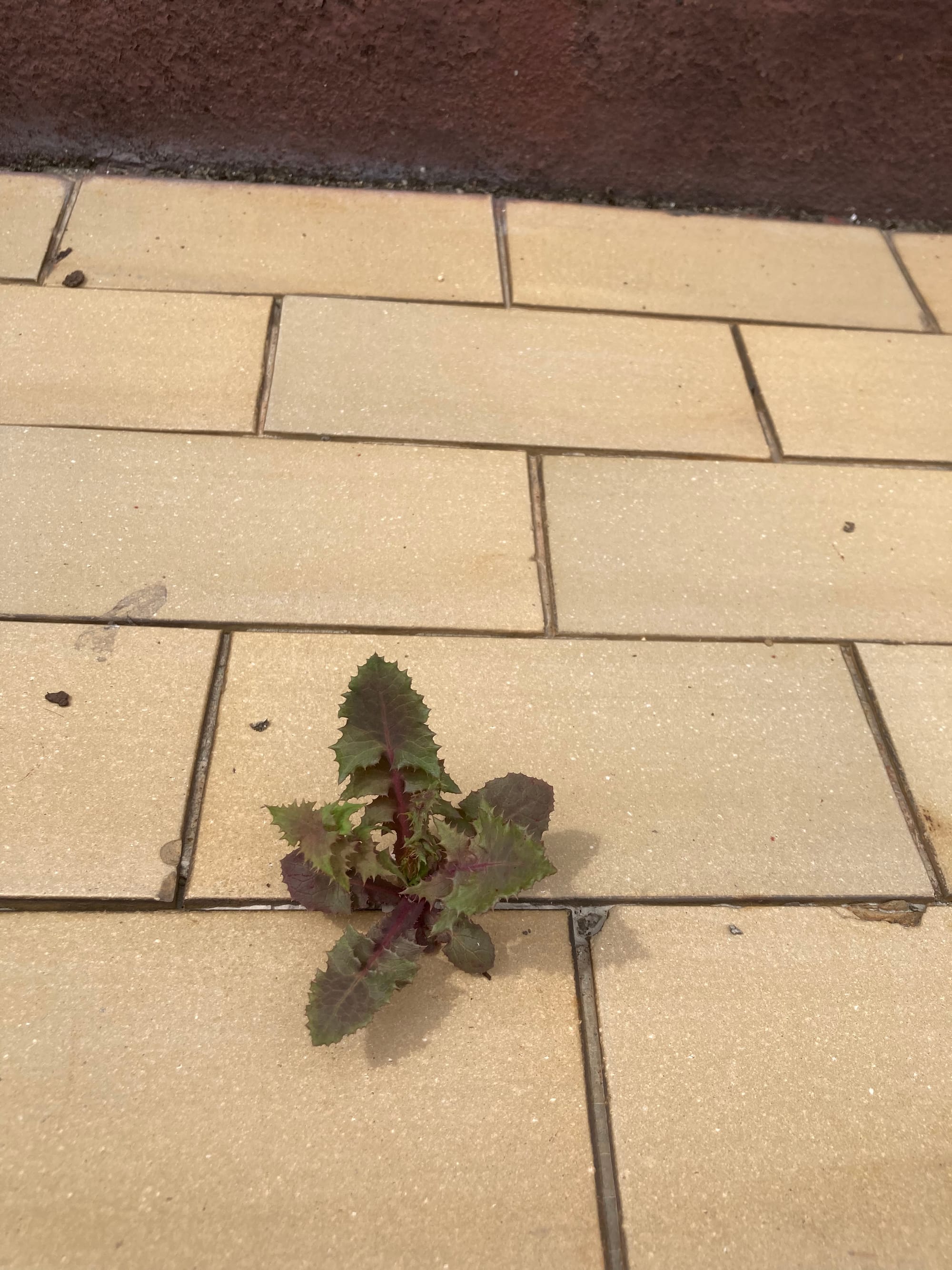 A small plant has sprouted from the grouting between floor tiles.
