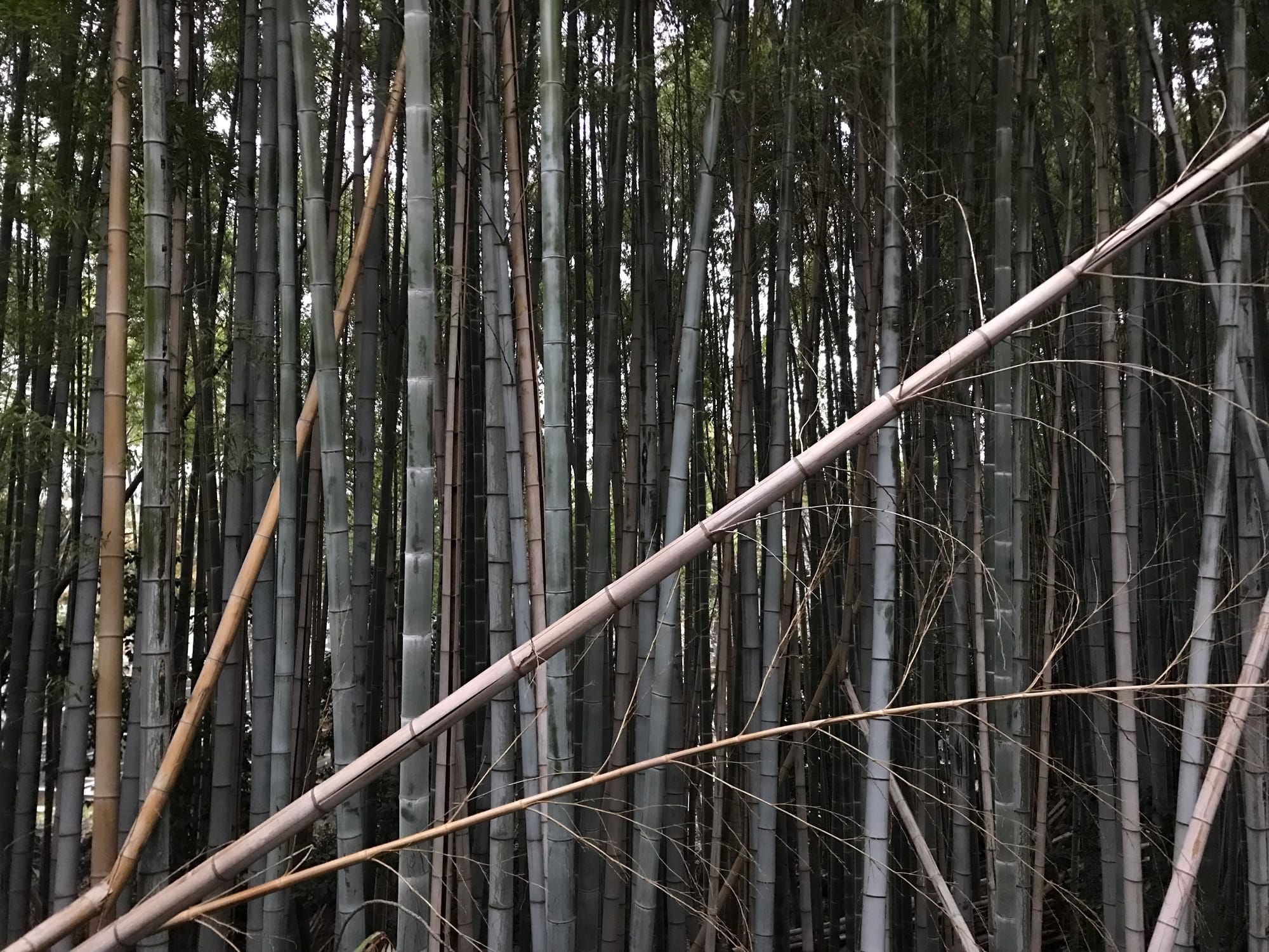 Bamboo trees of varying ages, some knocking into others.
