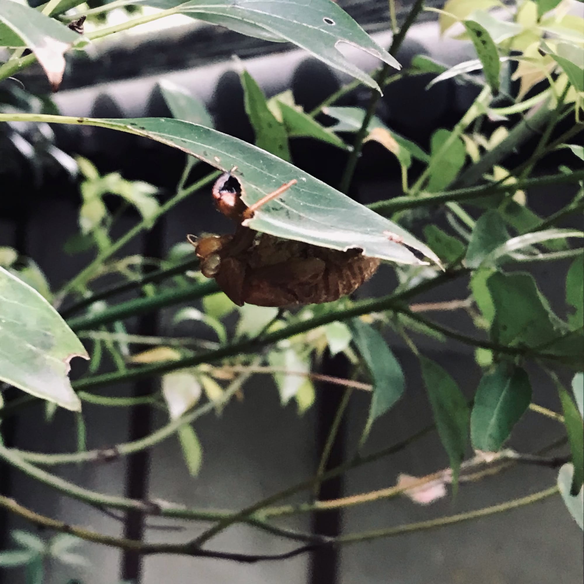 An exuvial, or shed exoskeleton of a cicada, is attached to the underside of a notched camphor leaf.