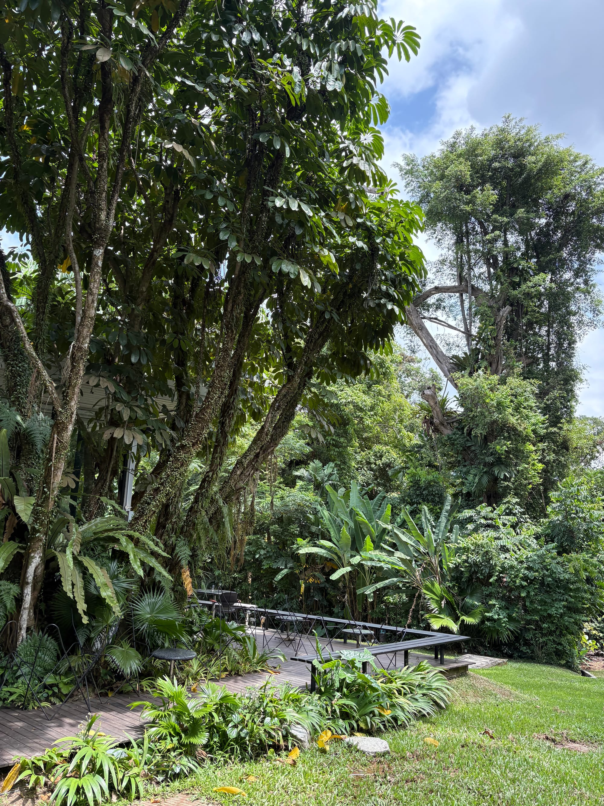 Tall trees and feathery banana trees form a dense mass of green