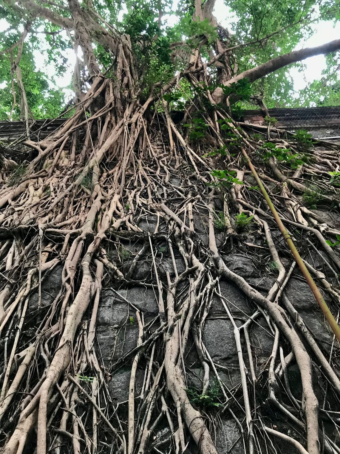 We look up to see the roots of the banyan cascading down a stone wall. 