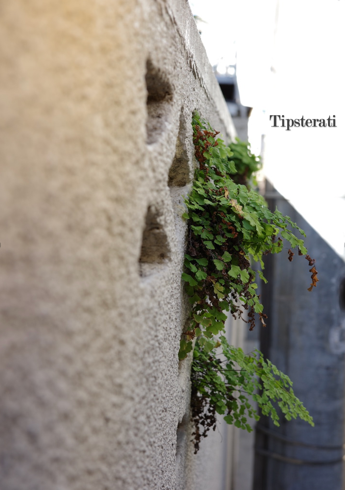 Ferns grow out of a sandy-coloured wall.