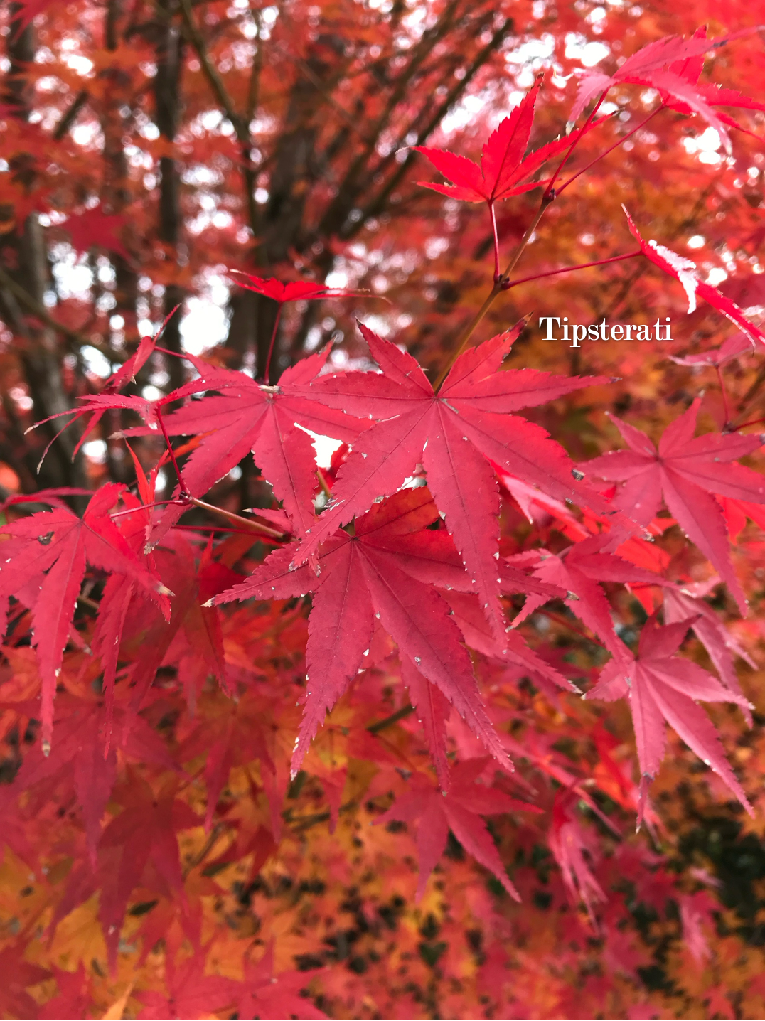 Close up of deep red Japanese maple leaves