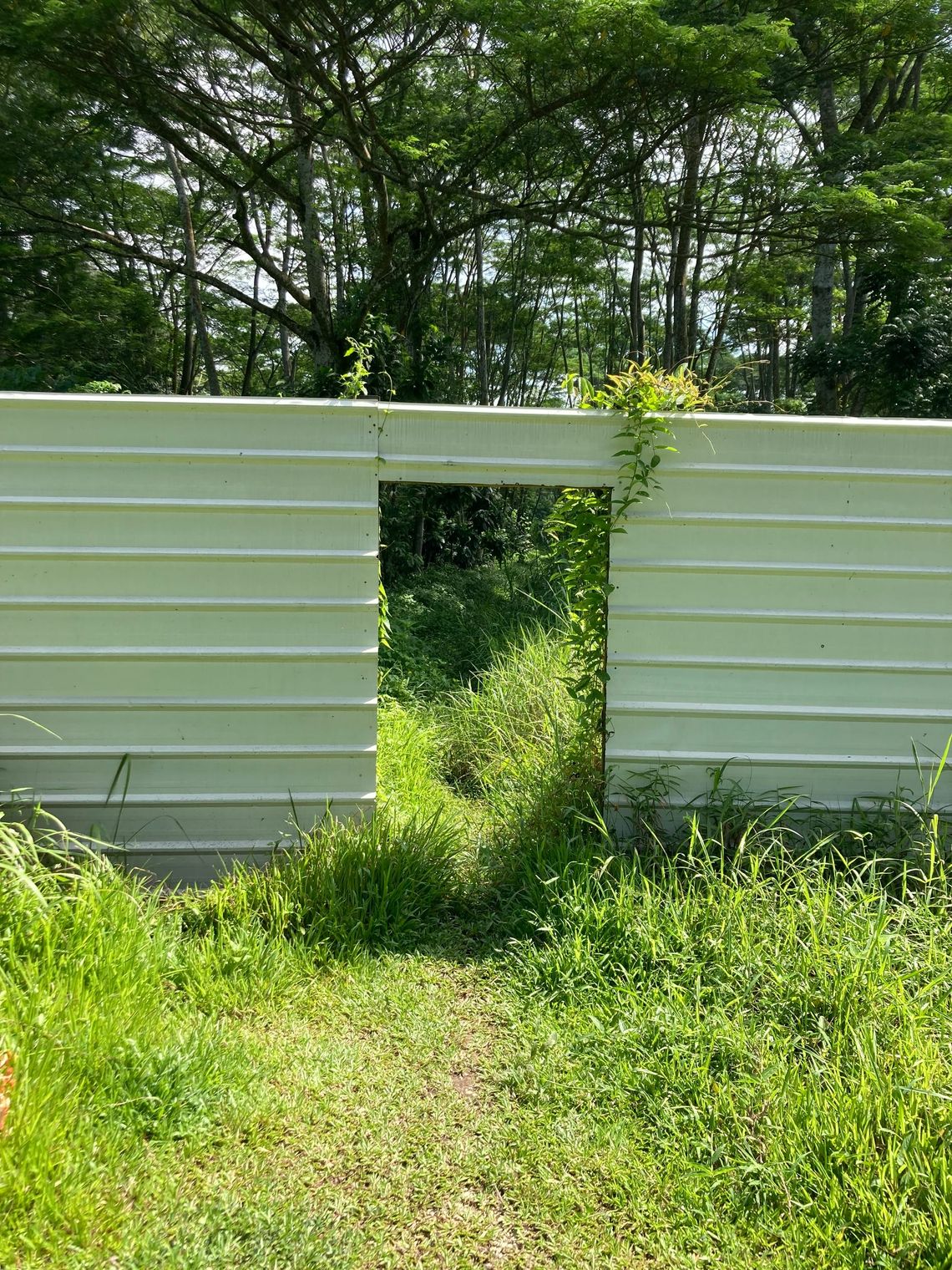 A doorway cut out of a metal hoarding reveals a path through overgrown grass into a forested area