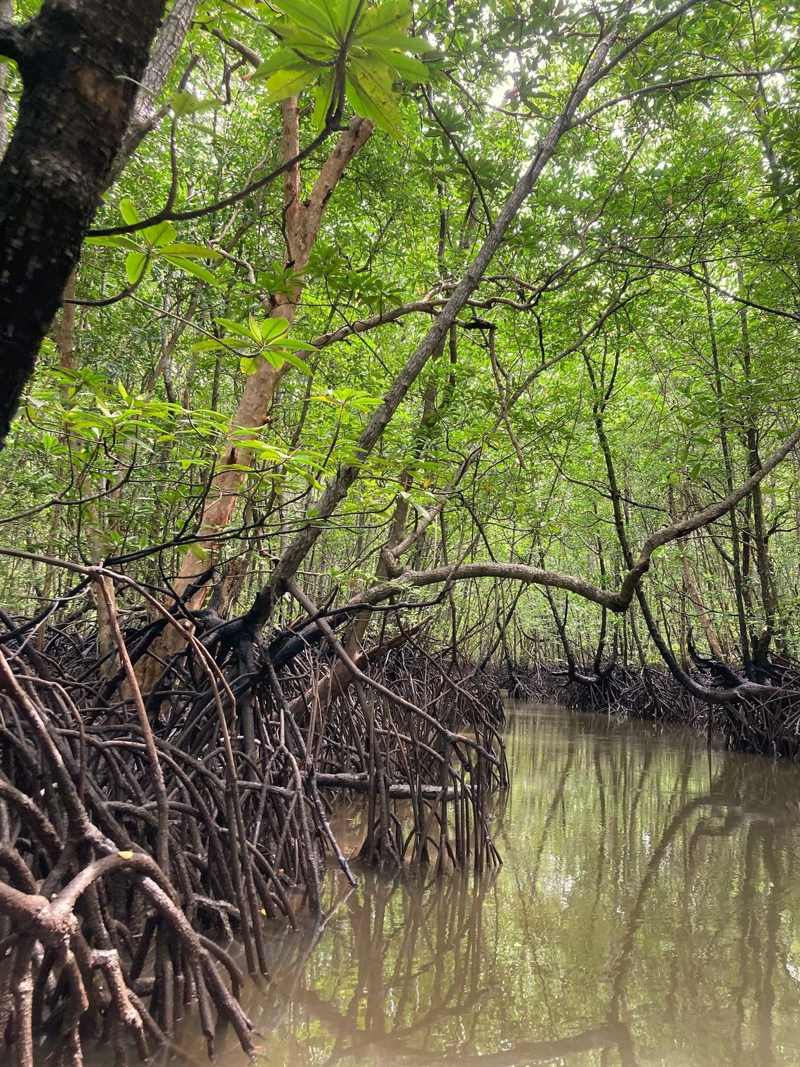 Mangrove trees with a dense network of prop roots rise from muddy waters. 