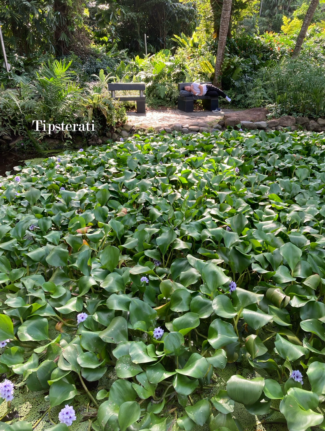 A man dozes on a park bench. In front of him is a carpet of green plants with purple flowers.